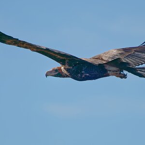 Wedge-tailed Eagle IF (48).jpg