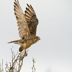 Brown Falcon launching (10).jpg