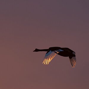 Black Swan flying into the dawn.jpg
