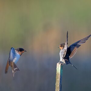 Welcome Swallows bumping off (1).jpg