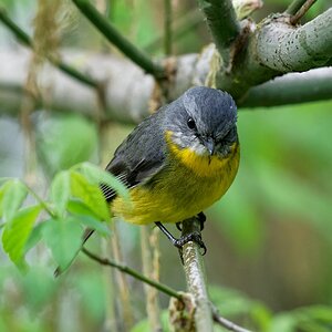 Eastern Yellow Robin (3).jpg