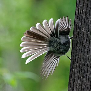 Grey Fantail display (2).jpg
