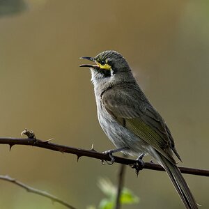 Yellow-faced Honeyeater calling.jpg