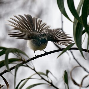 Grey Fantail display.jpg
