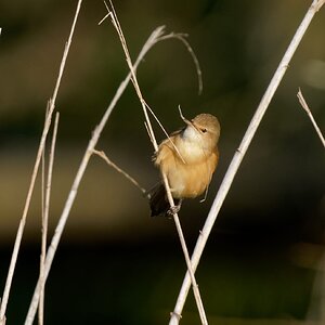 Australian Reed Warbler and nest material (8)-1.jpg