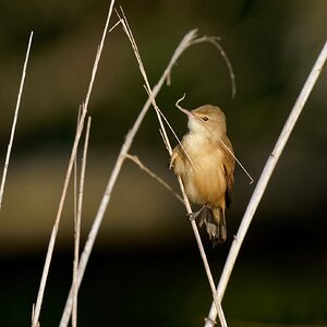 Australian Reed Warbler and nest material (10)-1.jpg
