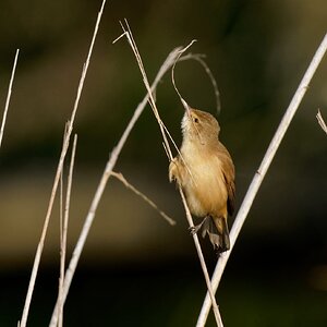 Australian Reed Warbler and nest material (11)-1.jpg