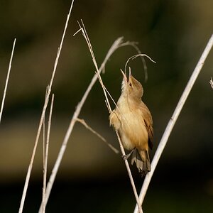 Australian Reed Warbler and nest material (12)-1.jpg