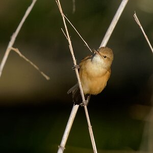 Australian Reed Warbler and nest material (22)-1.jpg