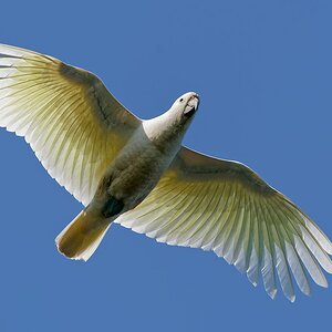 Sulphur-crested Cockatoo IF (7).jpg