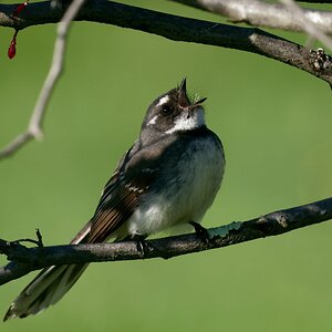 Grey Fantail calling (1).jpg