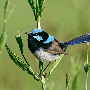 Superb Fairywren m.jpg