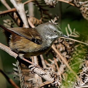 White-browed Scrubwren (5).jpg