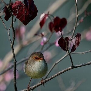Superb Fairywren IF (3).jpg