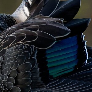 Pacific Black Duck display (44).jpg