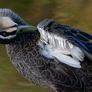 Pacific Black Duck display (48).jpg
