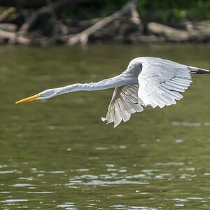 heron32.jpg