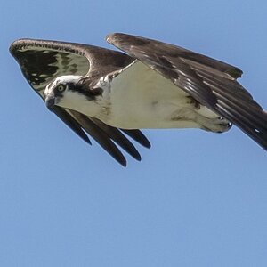 bird48.jpg
