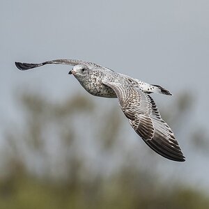 bird67.jpg