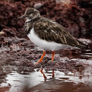 Sandpiper_DSC1291.jpg
