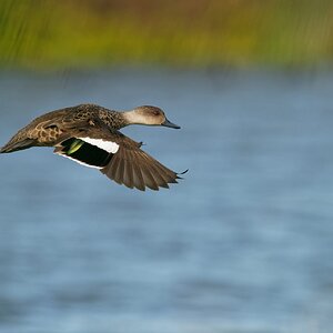 Grey Teal IF.jpg
