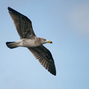 Pacific Gull imm Year 2 (70).jpg