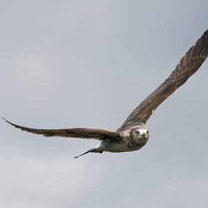 Pacific Gull imm Year 2 (78).jpg