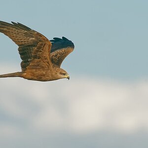 Black Kite IF 5 stars (4).jpg