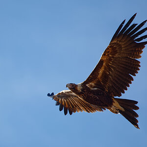 Wedge-tailed Eagle IF (31).jpg