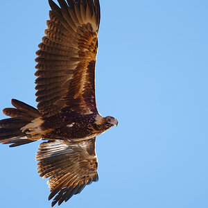 Wedge-tailed Eagle IF (23).jpg