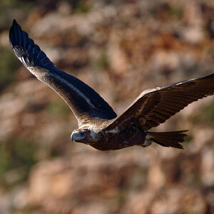 Wedge-tailed Eagle in gorge IF (28).jpg