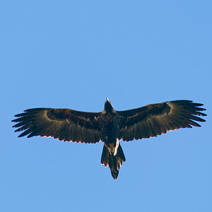 Wedge-tailed Eagle IF (14).jpg