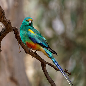 Mulga Parrot (5).jpg