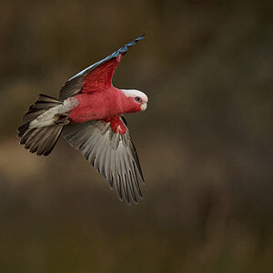 Galah IF (4).jpg