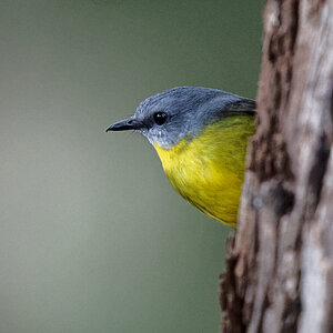 Eastern Yellow Robin (5).jpg