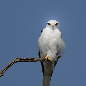 Black-shouldered Kite (20).jpg