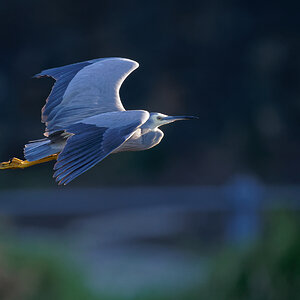 white-faced heron if (3).jpg