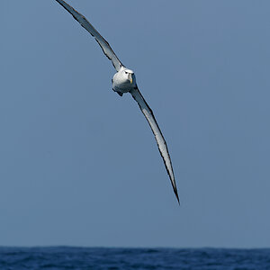 Shy Albatross Port Fairy pelagic (39).jpg