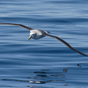 Shy Albatross water slicing Pt Fairy.jpg