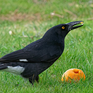 Currawong hollowing orange (14).jpg