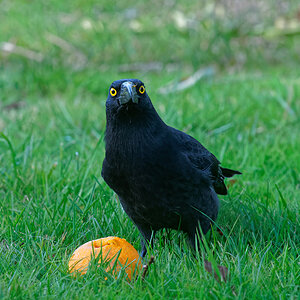 Currawong hollowing orange (16).jpg