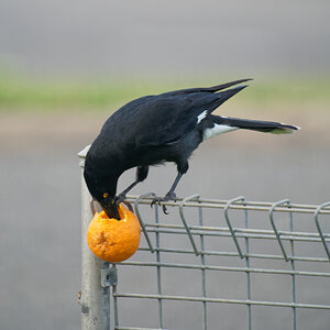 Currawong hollowing orange (2).jpg