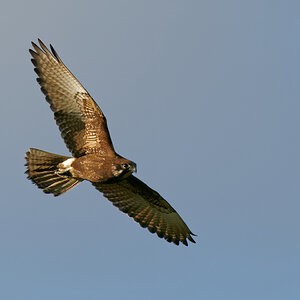 Brown Falcon dark morph IF (10).jpg