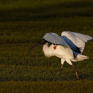 Australian White Ibis (1).jpg