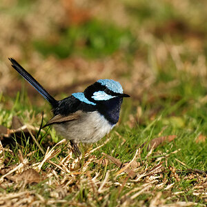 Superb Fairywren m br (1).jpg