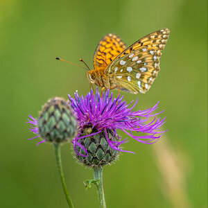 Fritillary 20200628 _SA77441.jpg