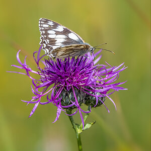 Marbled White 20200628 _SA77386-Edit.jpg