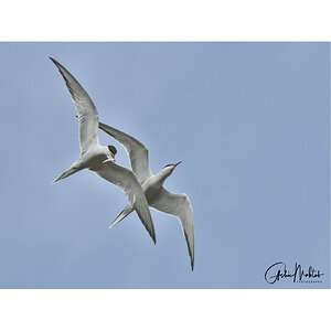 terns-guard-of-honour.jpg