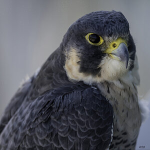 Falco Eye-denoise-denoise.jpg