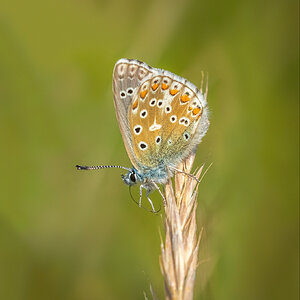 common Blue 20200530 _SA74799-Edit.jpg